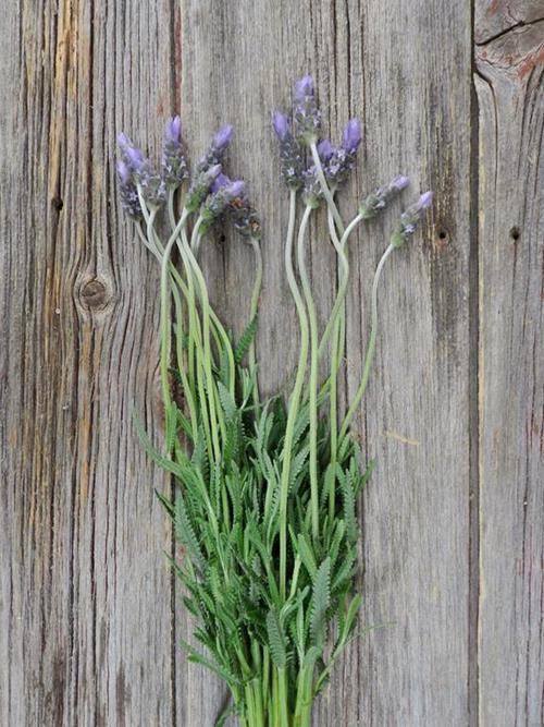 FRENCH LAVENDER